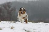 BERGER AUSTRALIEN PUPPIES 482